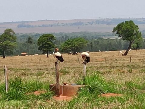  urubus brancos Planaltina do Paraná 