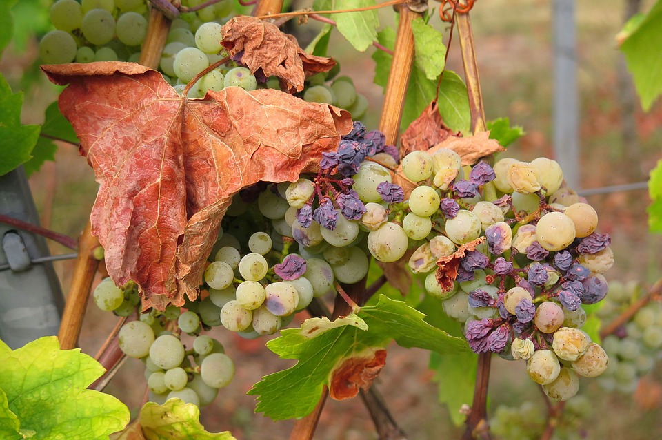  uvas passas contaminadas 