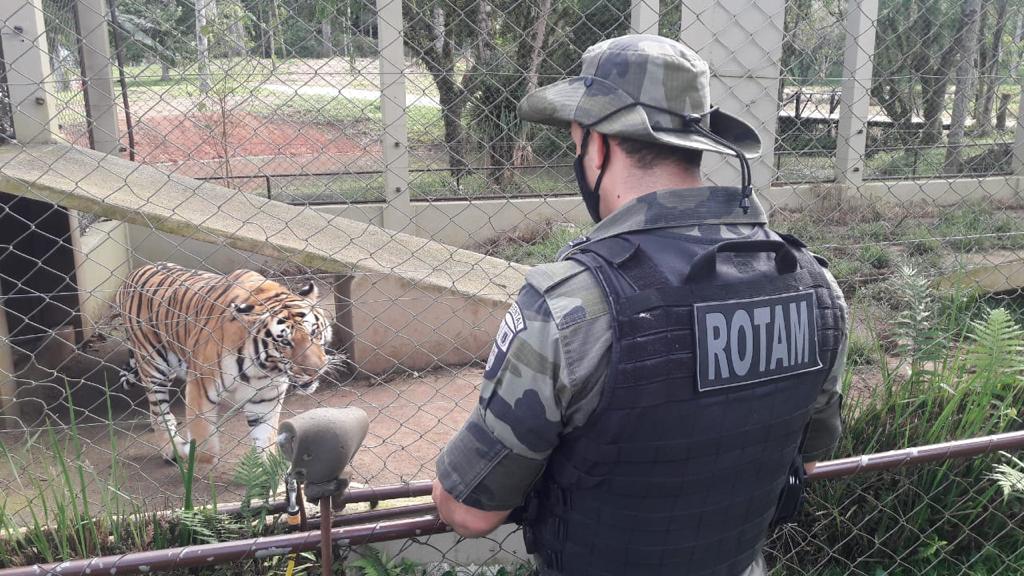  tigre resgatado em chacara (1) 