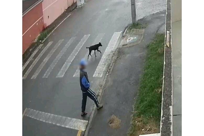  abusando-cachorro-curitiba 