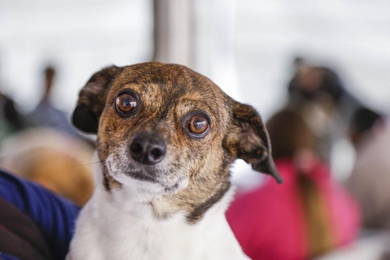  Cão cachorro 