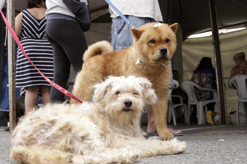  castrações gratuitas pet 