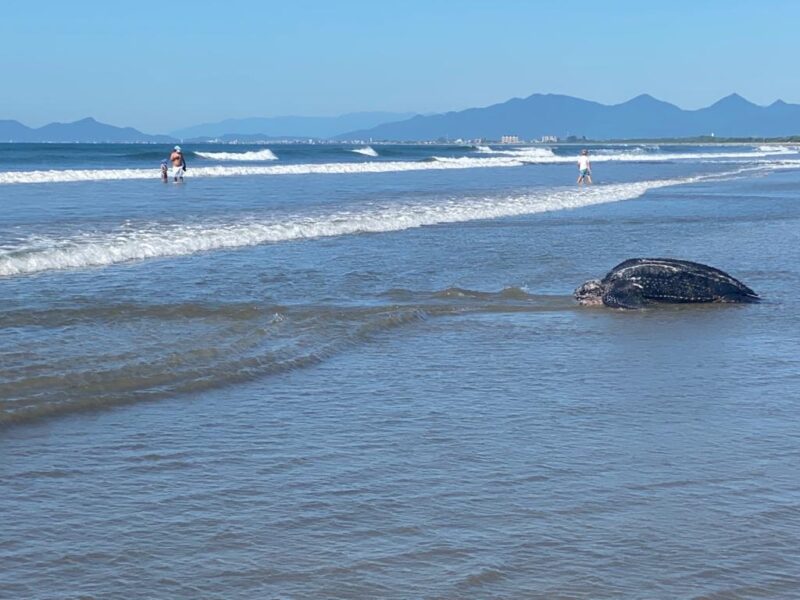 Tartaruga de couro / Pontal do Sul