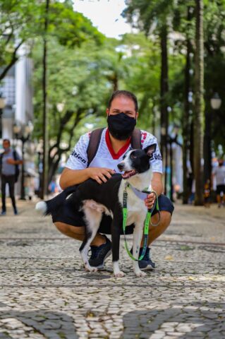 Toy cão amputado