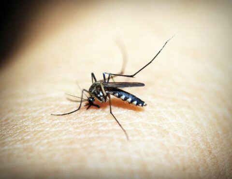  dengue 