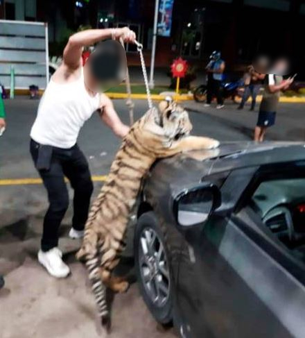 tigre carro video 