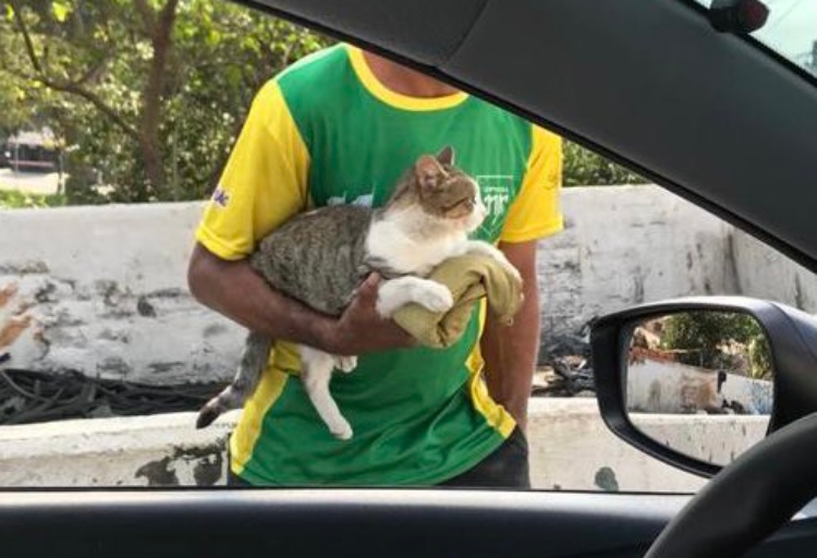  homem acariciar gato semáforo 