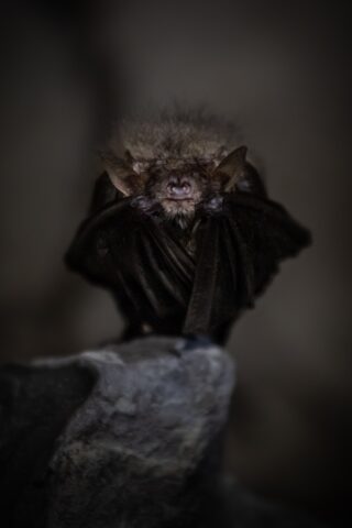  morcego coronavírus 