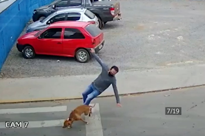  homem atropelado cachorro 