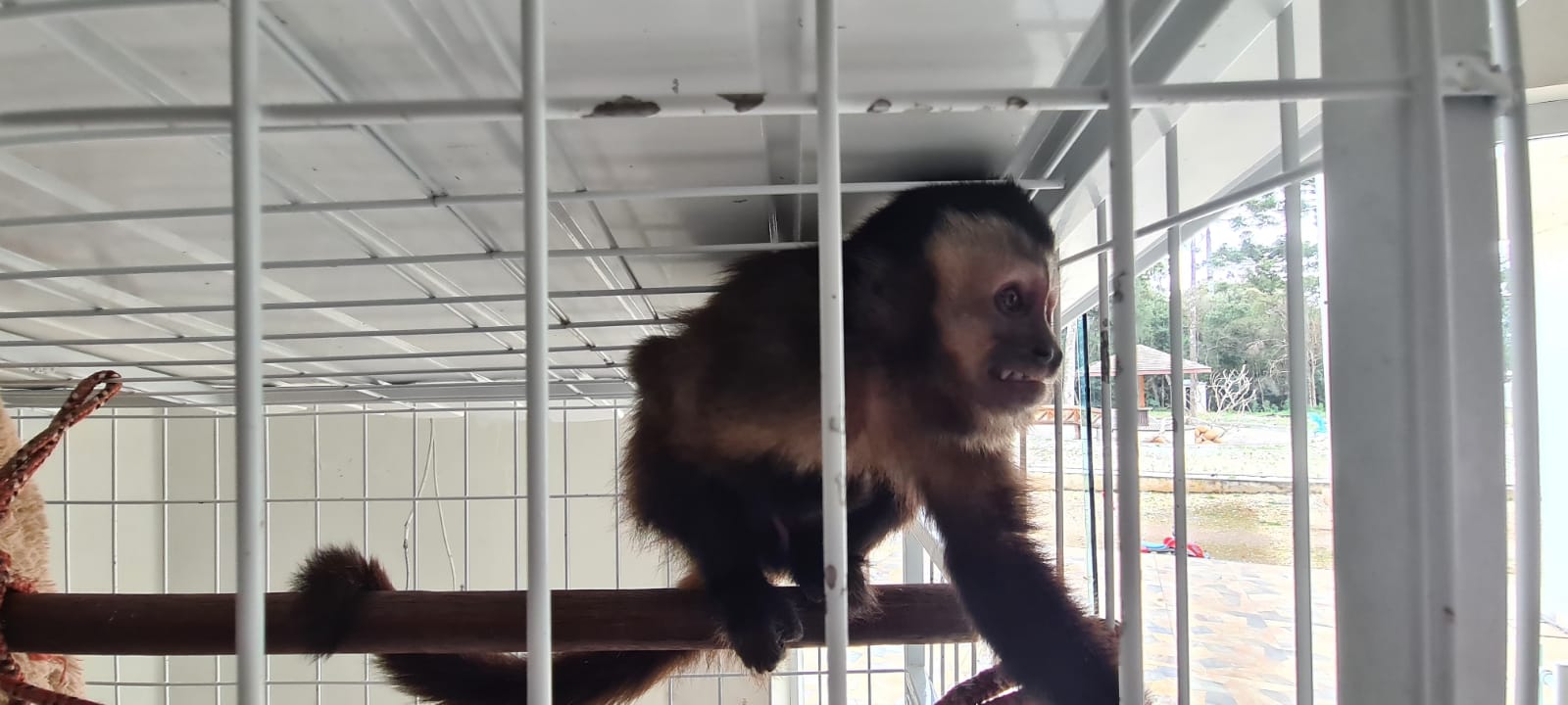  macaco dentro de gaiola 