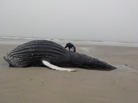  baleia-jubarte-superagui 