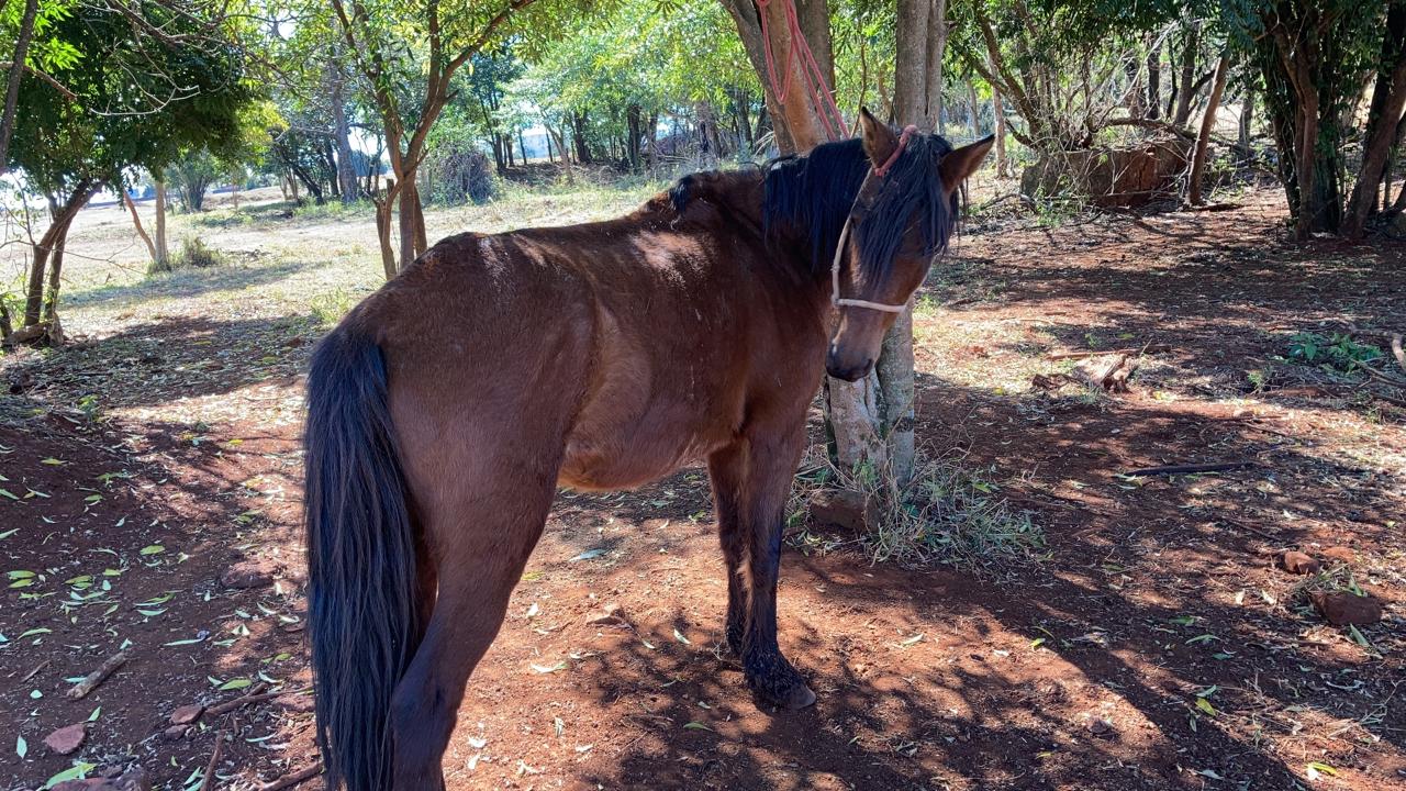 Cavalo é resgatado em situação de maus tratos, em Caraguatatuba