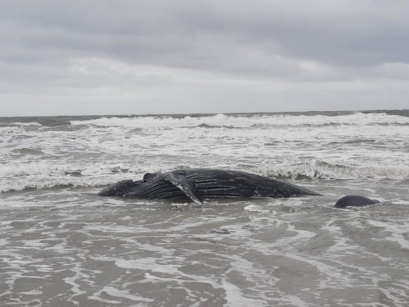 Baleia jubarte é encontrada encalhada ainda com vida no litoral, mas não resiste