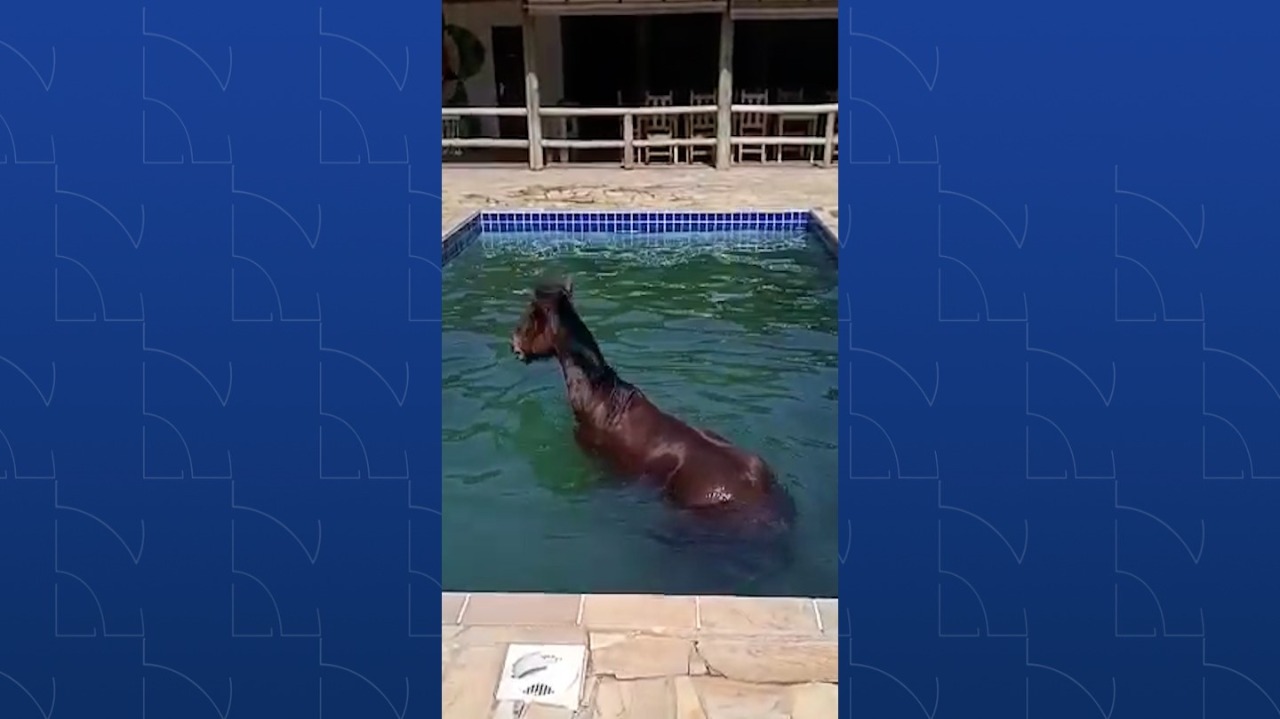  cavalo-na-piscina 