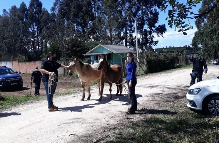  cavalos-presos-curitiba 