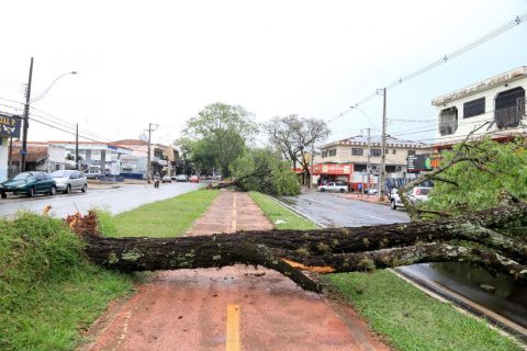 arvore caída maringá