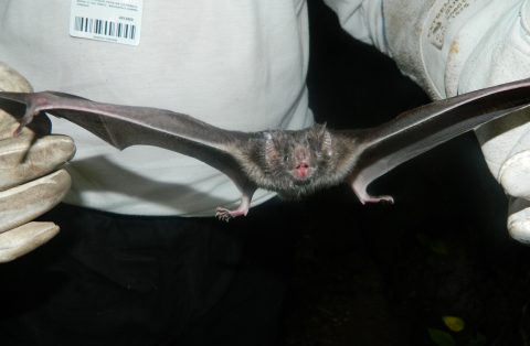  mordida-morcego-pescoço 