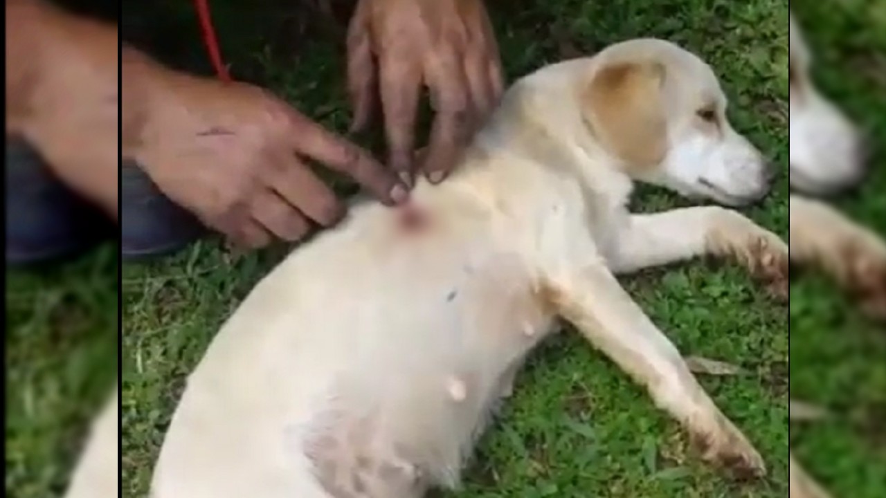 Um vídeo de uma cachorra pegando carona no lombo de um burrinho vira