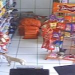 Imagem retirada do vídeo de câmeras de segurança, mostrando a cachorrinha de porte pequeno, branca, de pelo curto, pegando com a boca um pacote de pães de uma prateleira do açougue