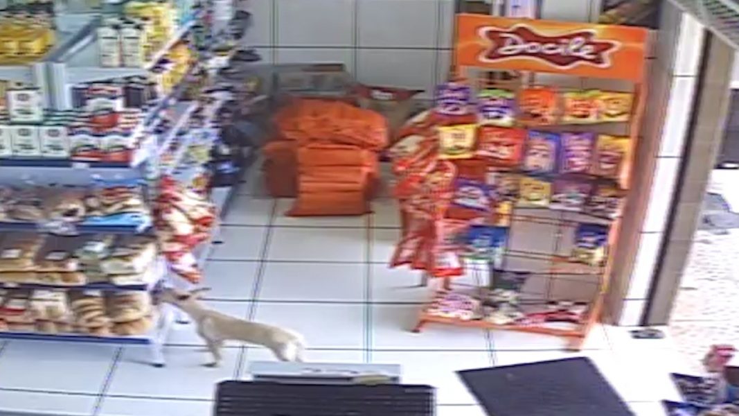  Imagem retirada do vídeo de câmeras de segurança, mostrando a cachorrinha de porte pequeno, branca, de pelo curto, pegando com a boca um pacote de pães de uma prateleira do açougue 