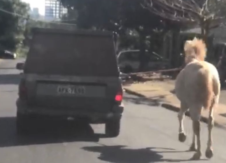 Motorista é flagrado puxando cavalo com corda ao lado de carro em