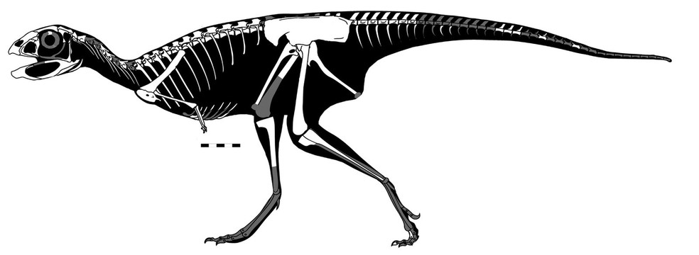 Desenho do corpo do dinossauro, em preto e branco, mostrando os ossos do animal