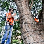 Técnicos de eletrecidade fazem instalação de lkuzes de natal em árvore