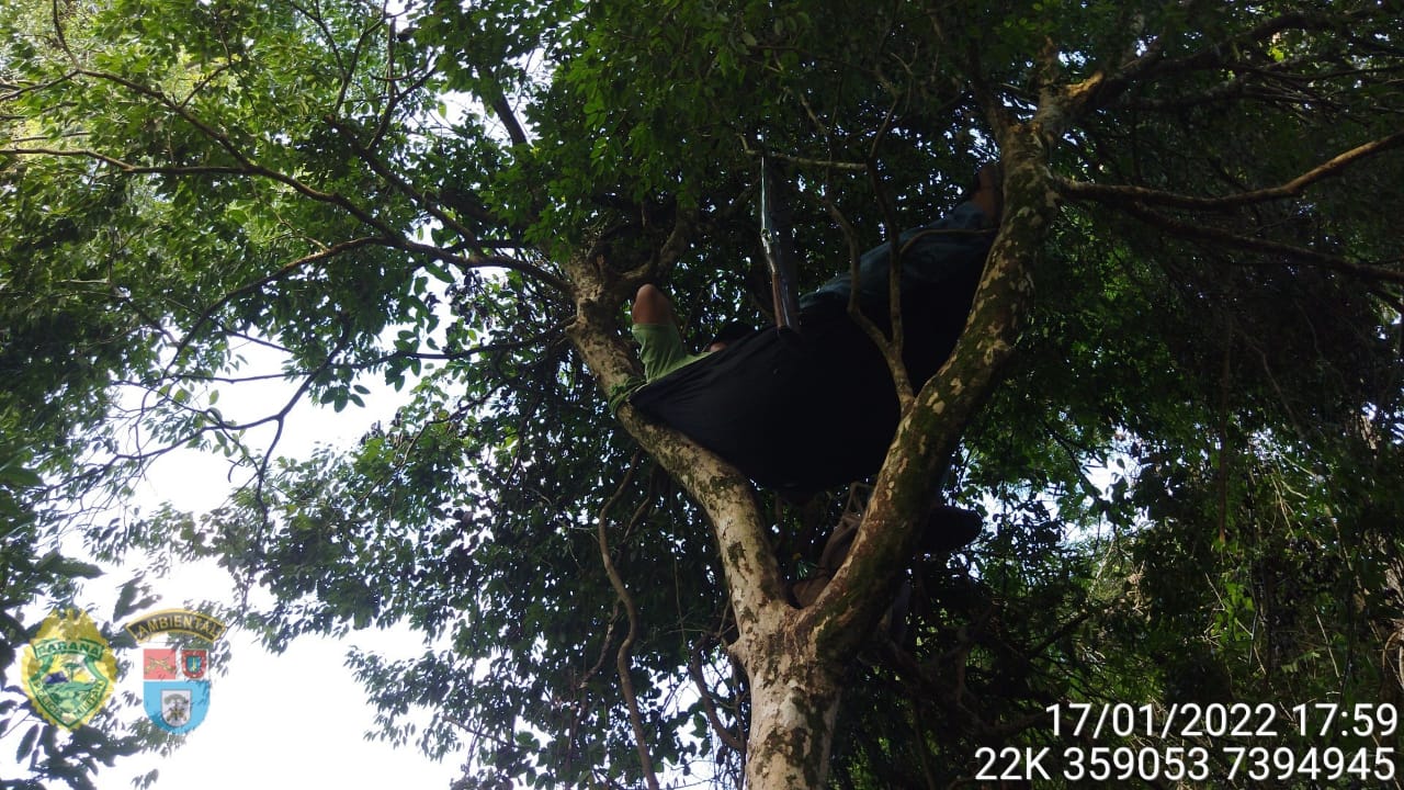  Caçador em rede em cima de árvore aguardando animais silvestres 