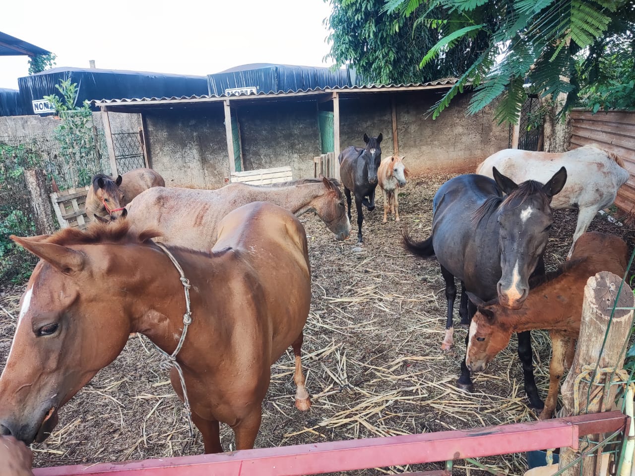 Dois homens são presos suspeitos de matar cavalos para vender a