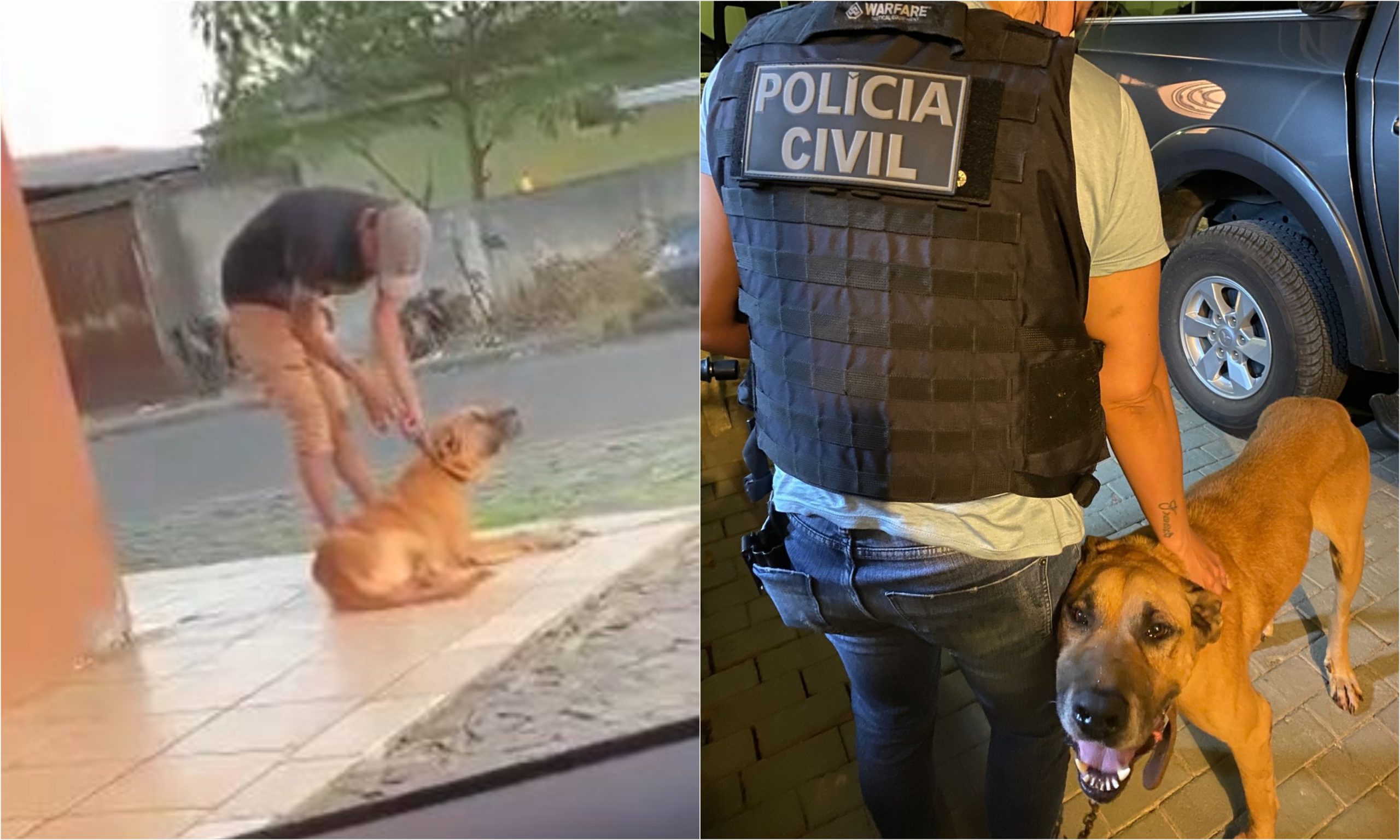  video-cachorro-agressao-pg 