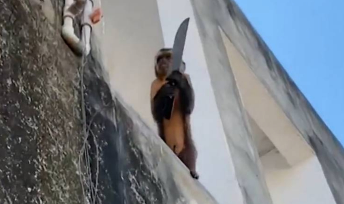  Macaco ladrão armado com uma faca causa terror em cidade do Brasil 