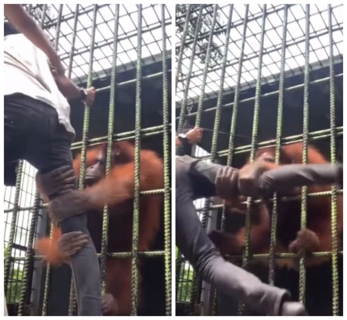  orangotango-agarra-homem 