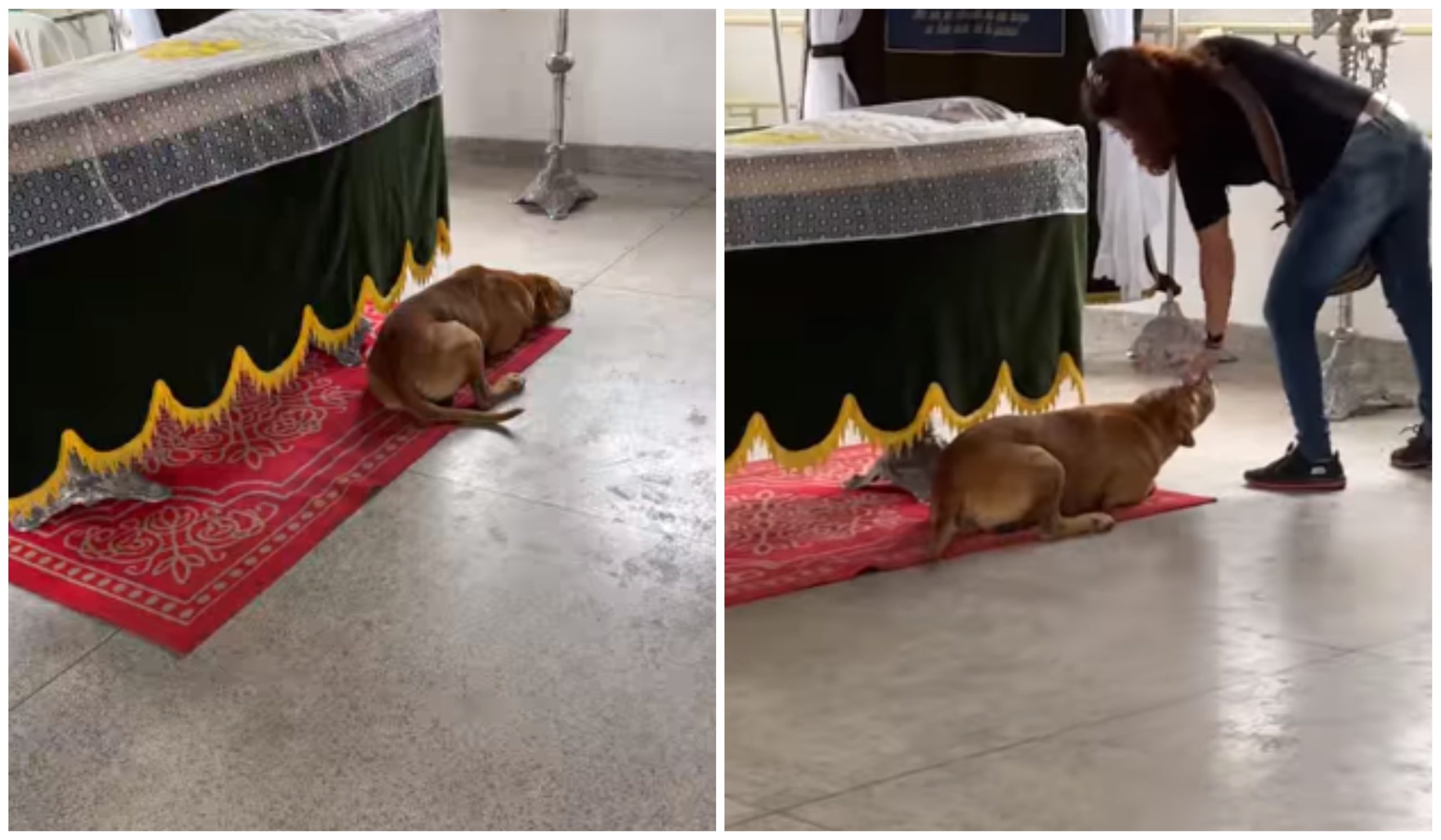  VÍDEO: Cachorro emociona ao ficar ao lado do caixão de seu dono durante todo o velório 
