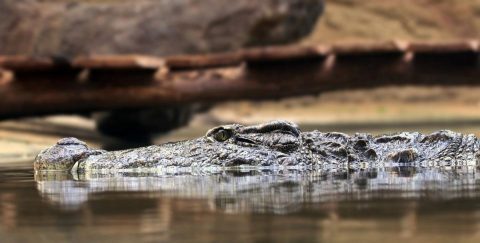  Adolescente é atacada por crocodilo na Indonésia enquanto nadava com amigas 