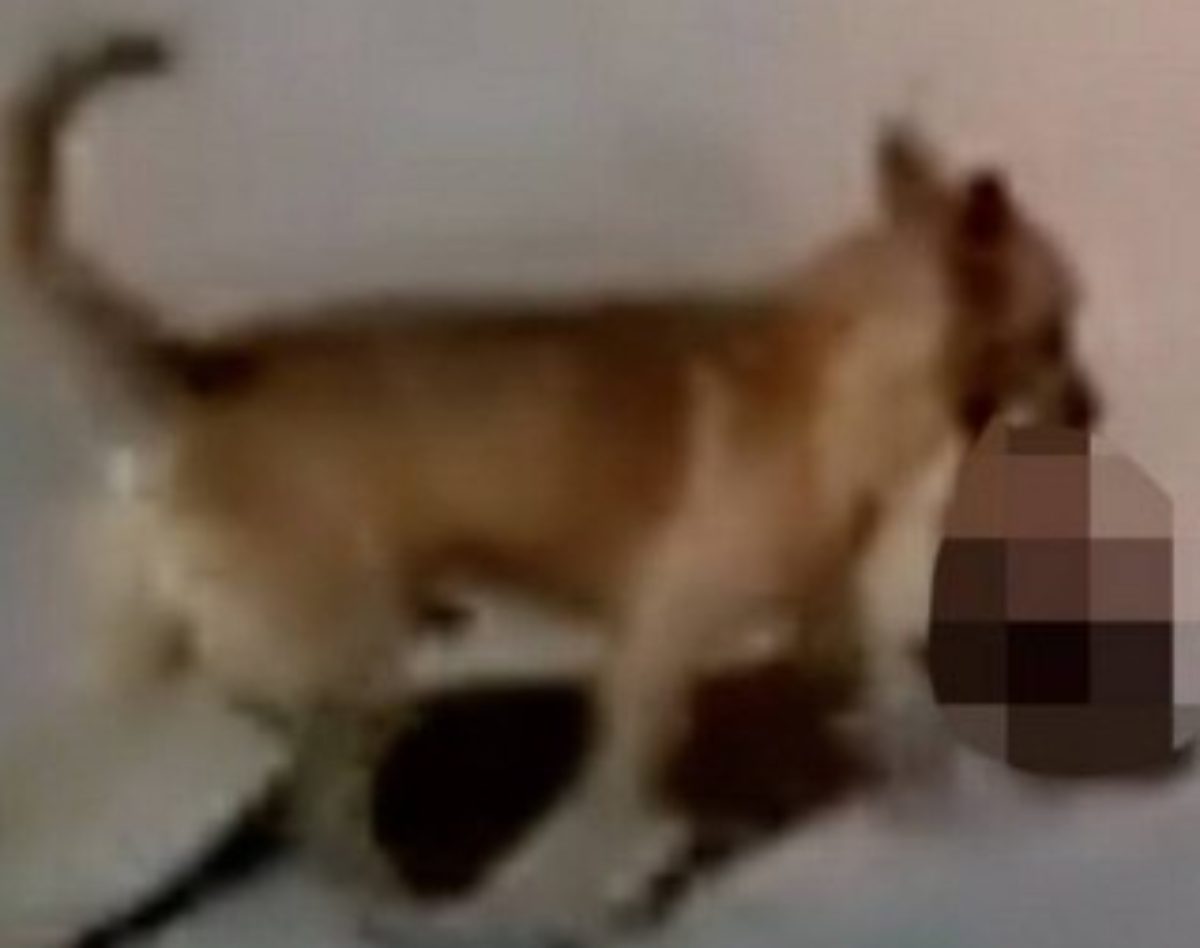 VÍDEO: Cachorro é visto carregando cabeça humana pelas ruas - RIC Mais