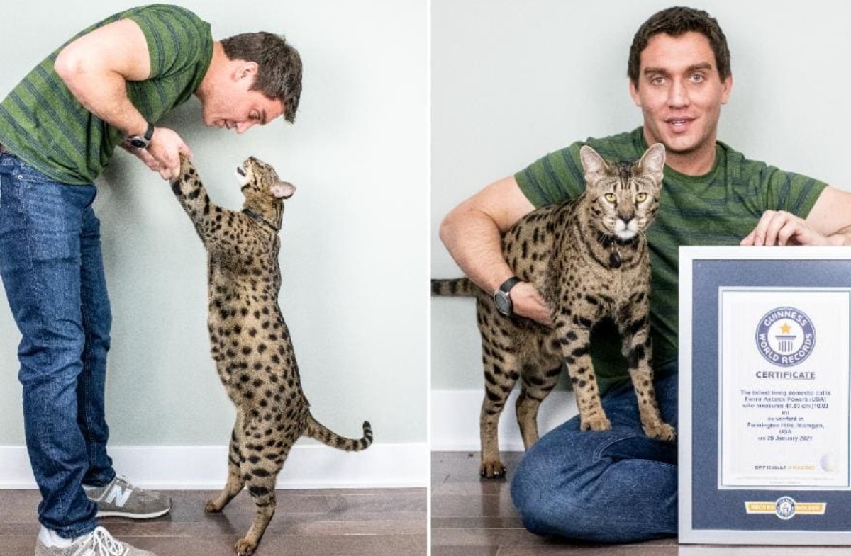 Gato gigante de quase 12 kg faz sucesso nas redes sociais 