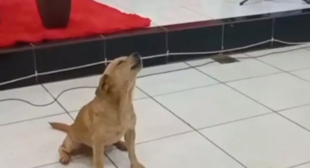 VÍDEO Cachorro caramelo aparece em culto e impressiona web assista RIC Mais