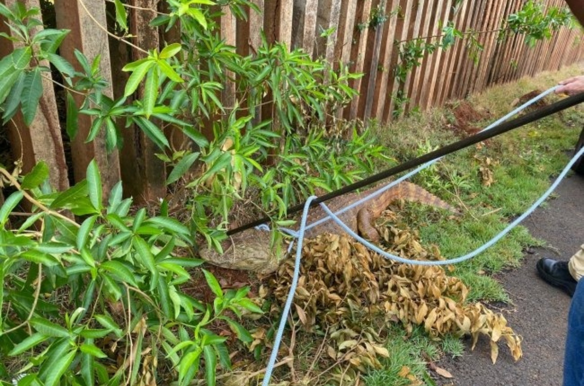  Jacaré é visto em parque no Paraná e Corpo de Bombeiros é acionado 