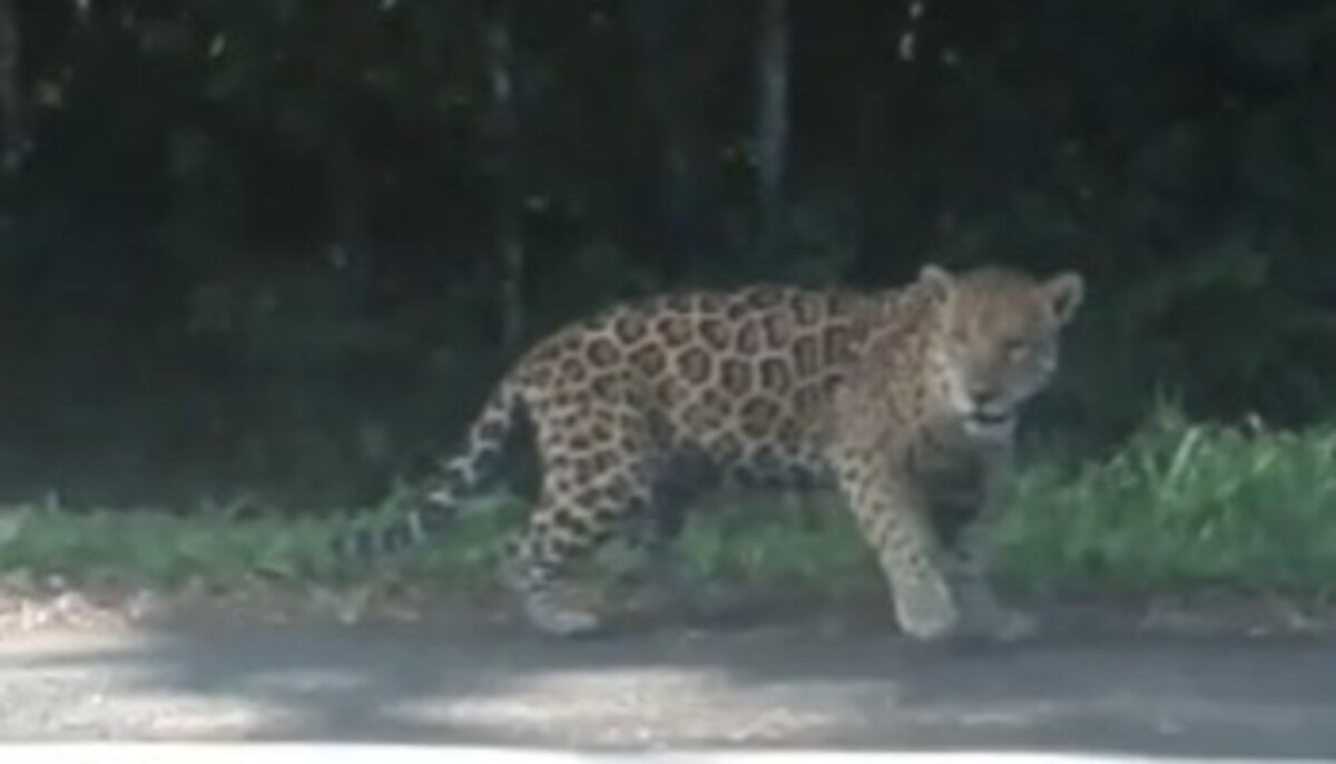  onça-pintada-indira-foz-iguaçu 