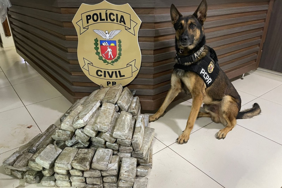  Cães policiais da ajudam a apreender mais de 10 toneladas de drogas no Paraná 