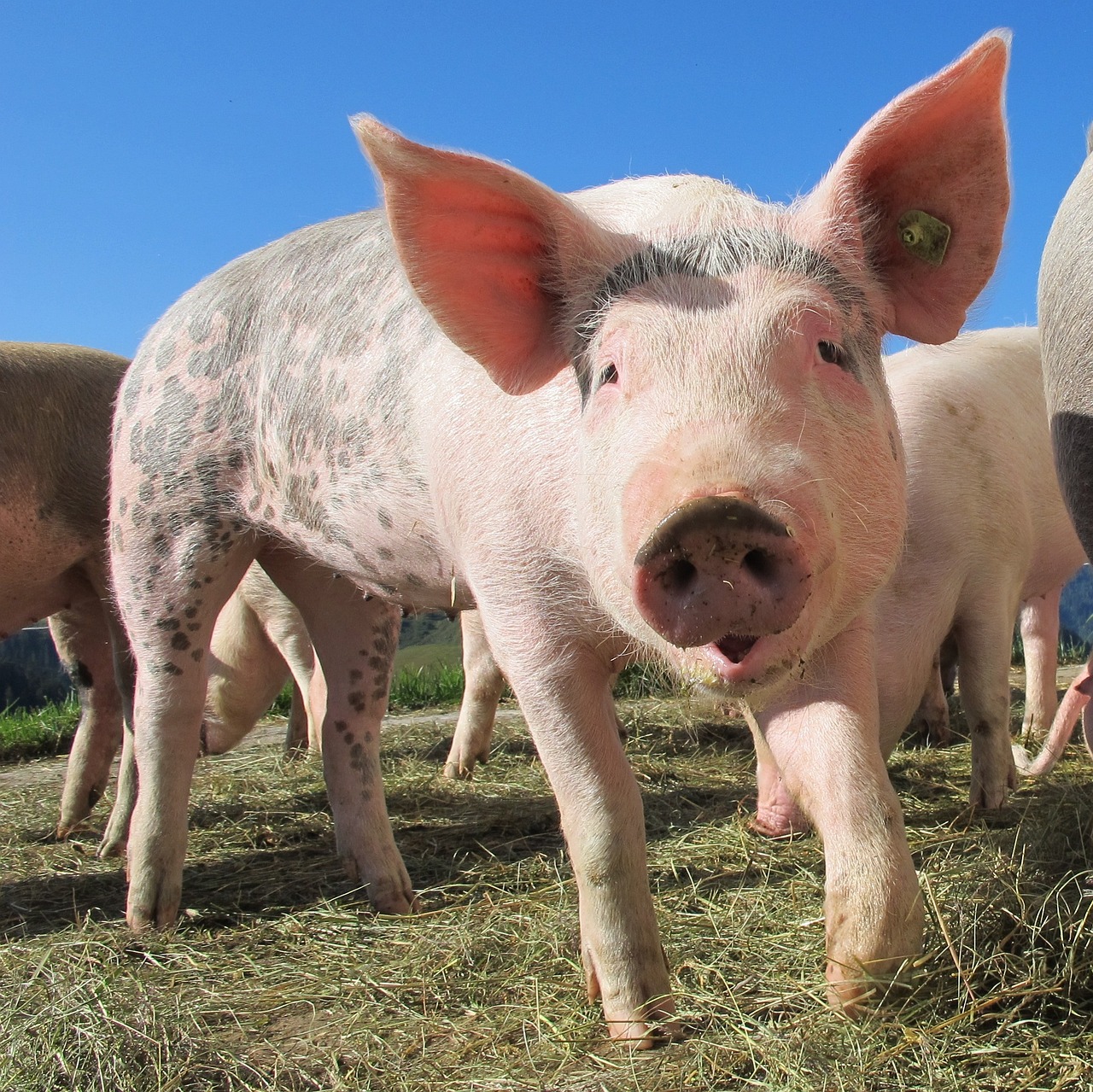  Inteligência Artificial auxilia na nutrição de aves e suínos 