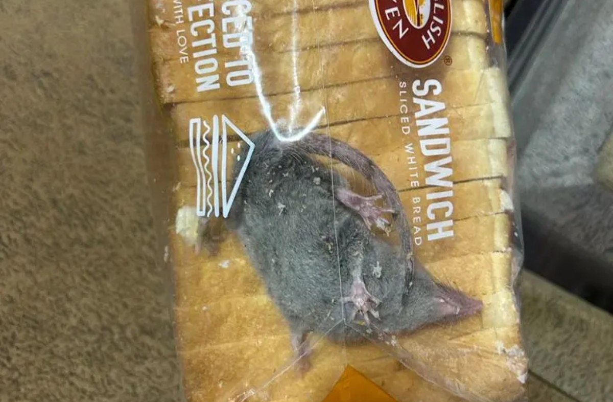VÍDEO: Homem compra pacote de pão com rato vivo e 'achatado' dentro - RIC  Mais
