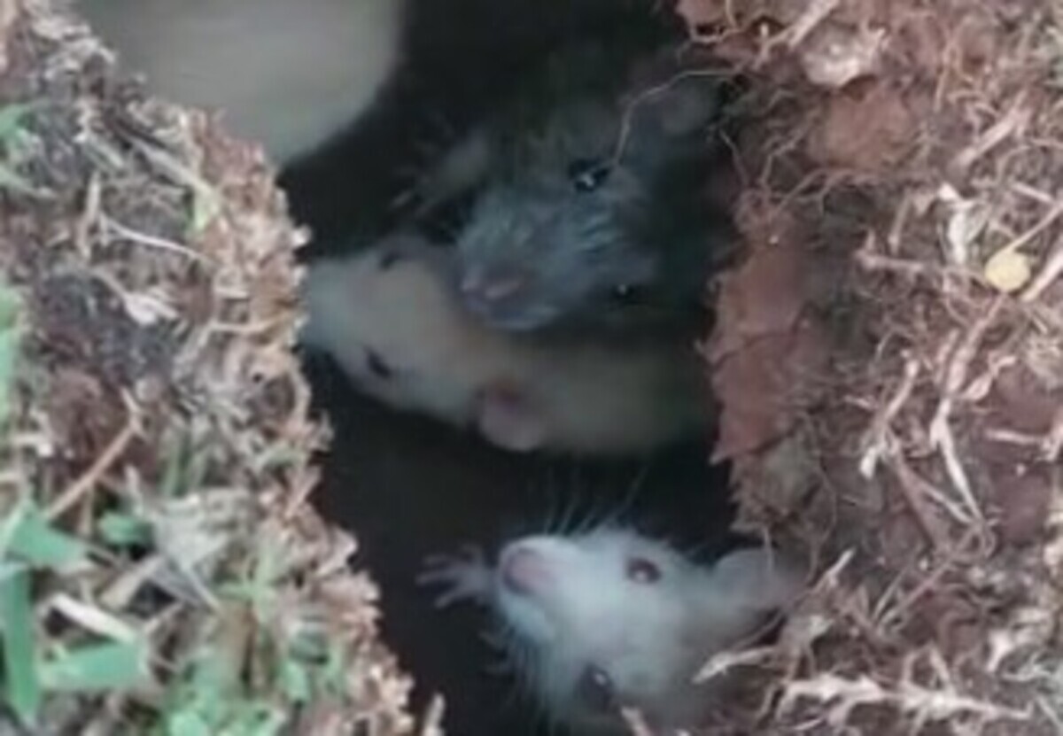  ratos-infestação-apucarana (1) 