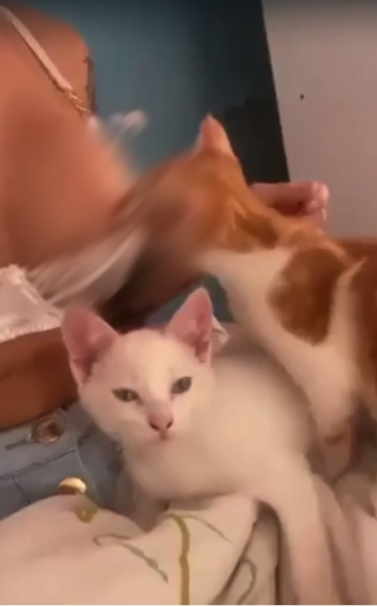 Mc pipokinha vídeo com gato
