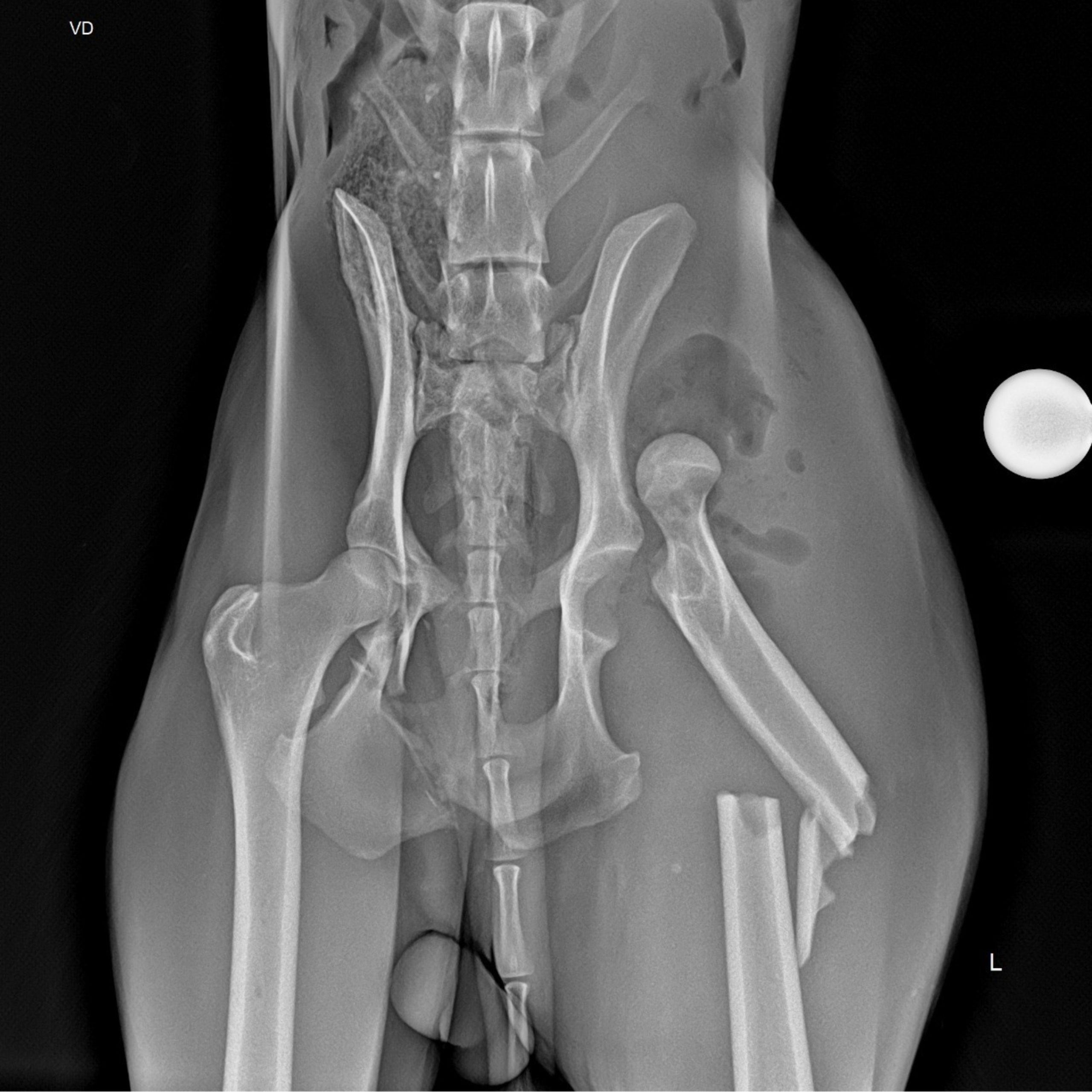  Lobo-guará teve luxação e fratura de fêmur, possível resultado de um atropelamento. (Foto: IAT) 