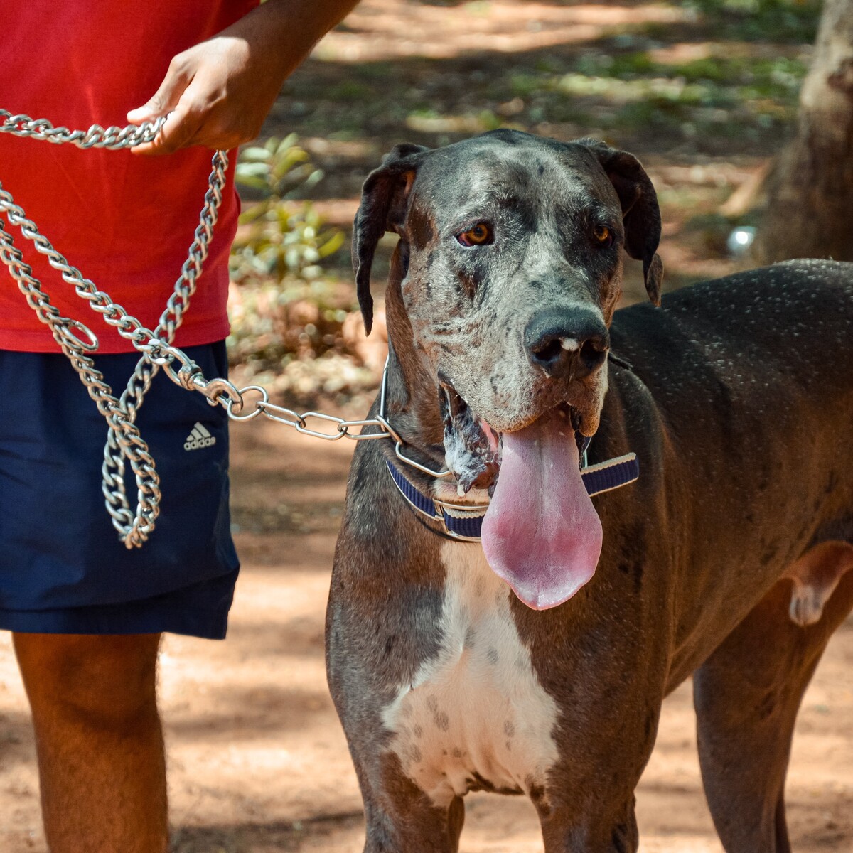  cão-guarda 