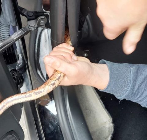 Um motorista teve uma surpresa inusitada ao encontrar uma cobra no painel do carro durante uma viagem na Inglaterra.