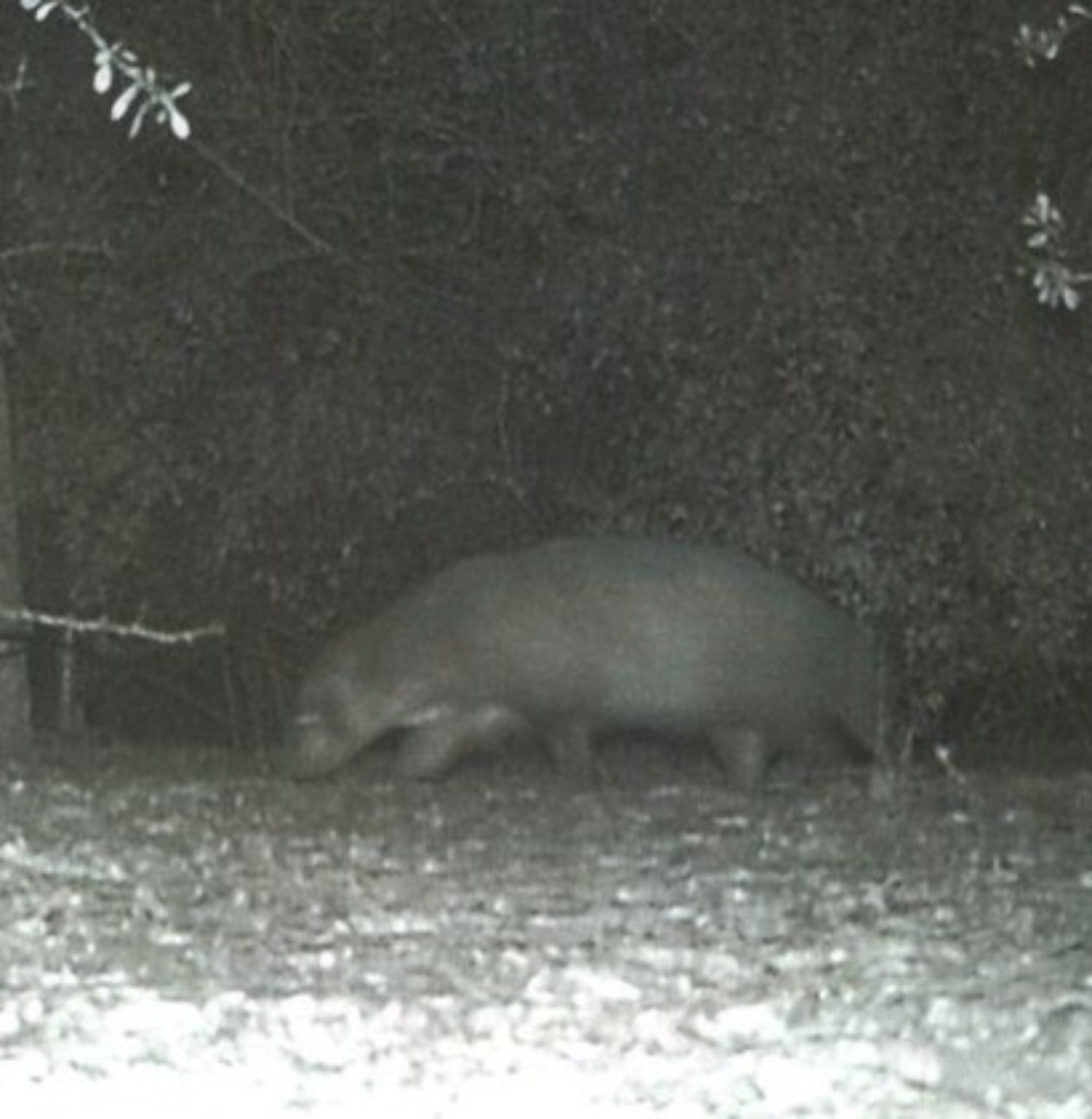  Criatura misteriosa é flagrada em câmera de parque e cientistas pedem ajuda 