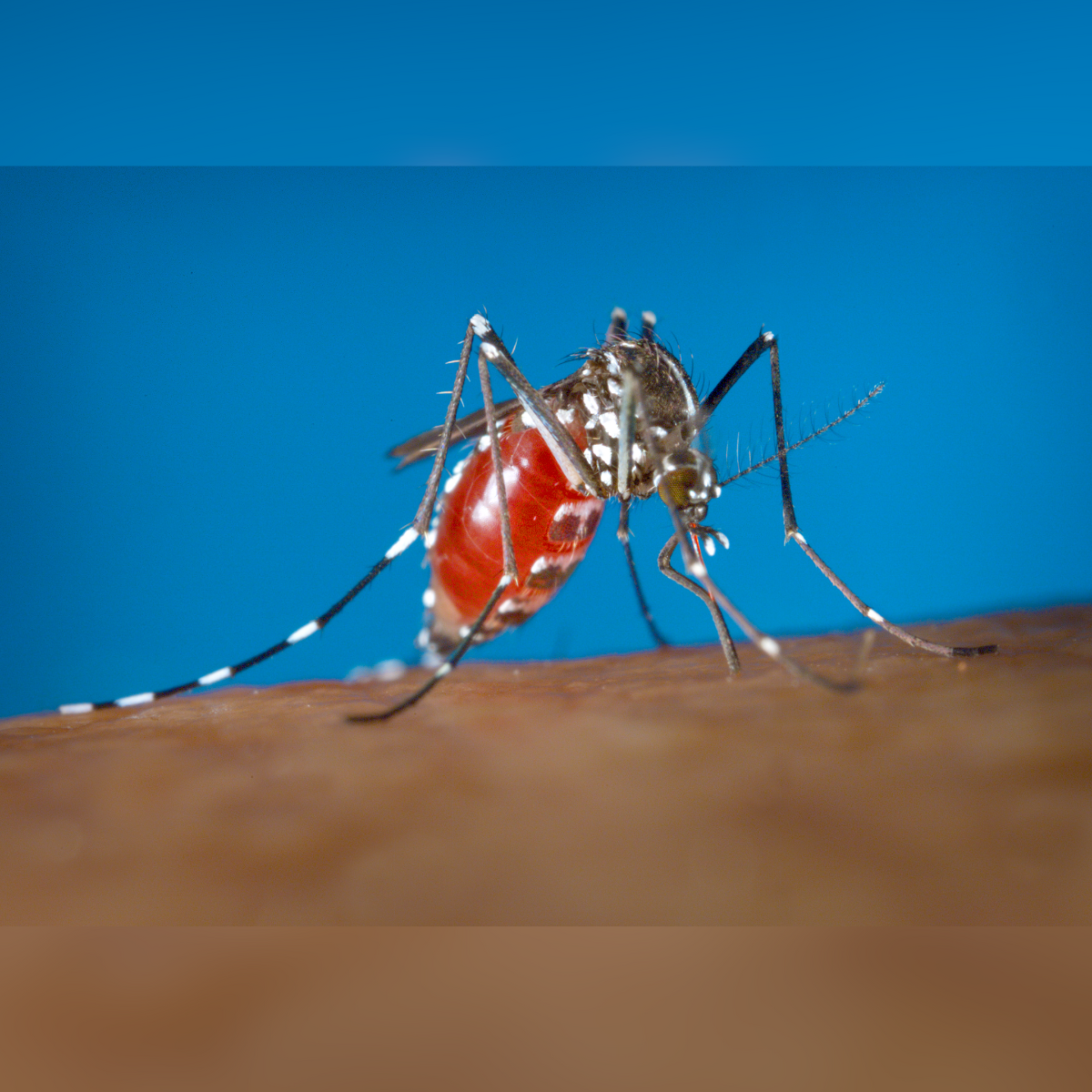  mosquito-dengue 