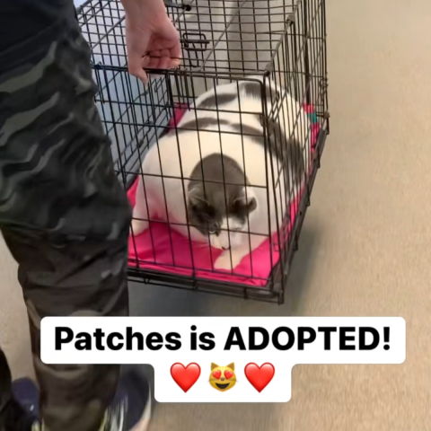 patches-cat-adopted